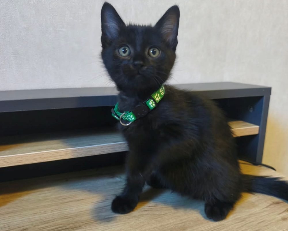 Bouffi - Chat Européen à adopter