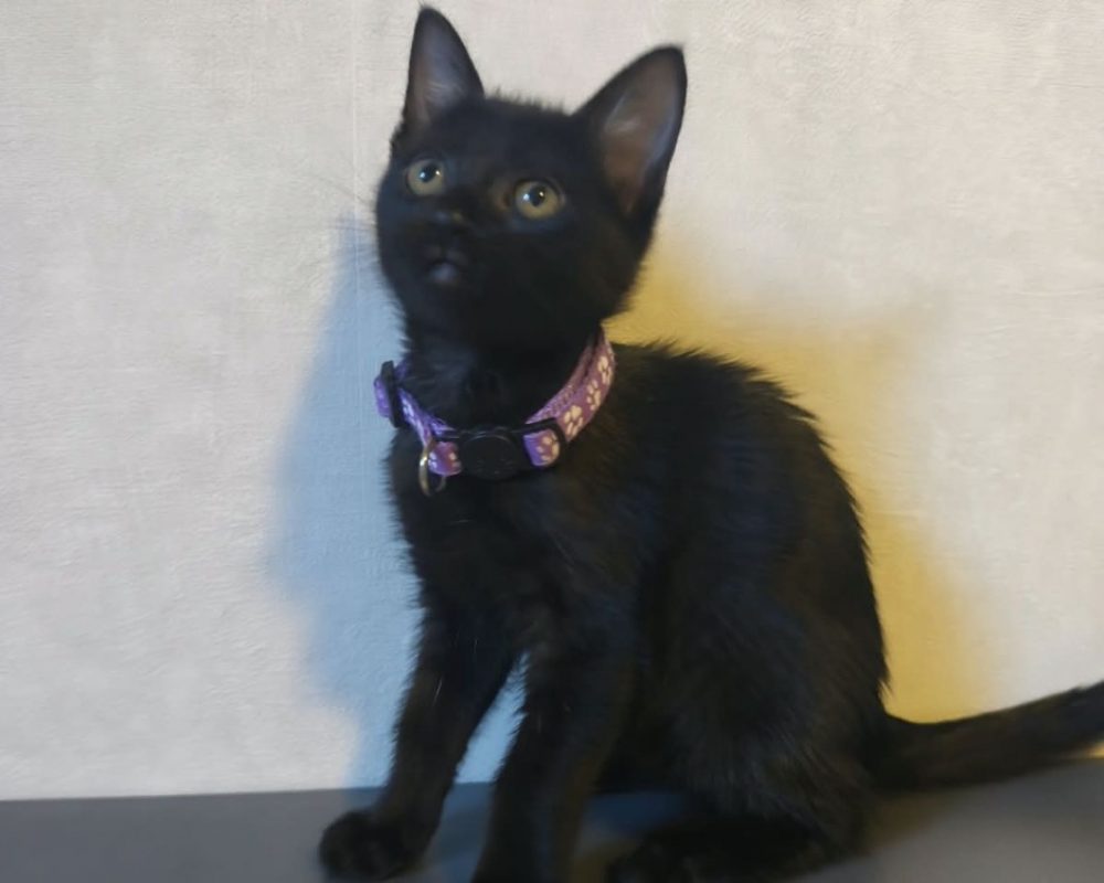 Brindille - Chat Européen à adopter