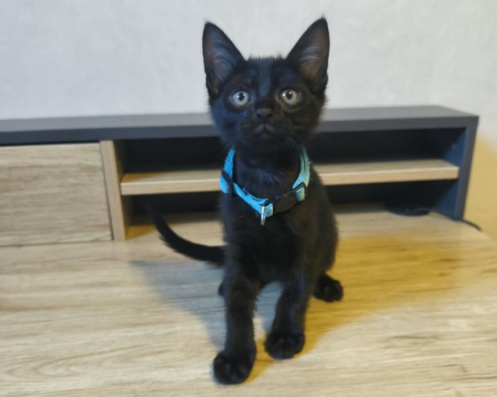 Boutchou - Chat Européen à adopter