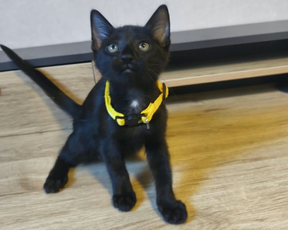 Bidulette - Chat Européen à adopter