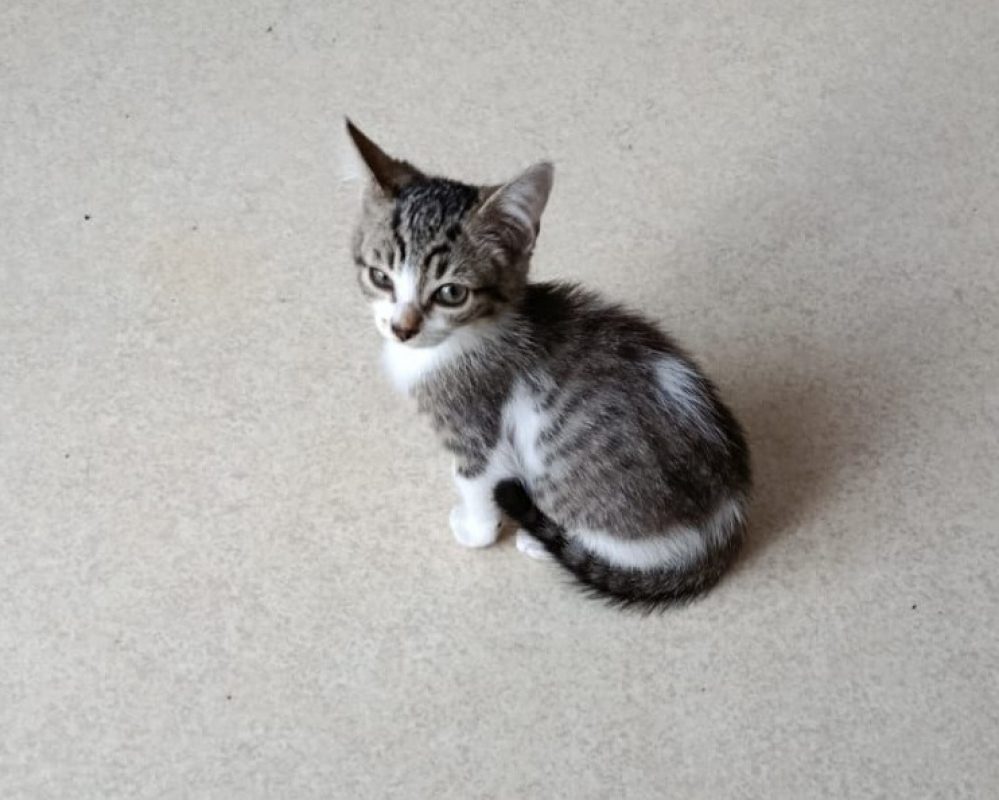 Sophia - Chat Européen à adopter