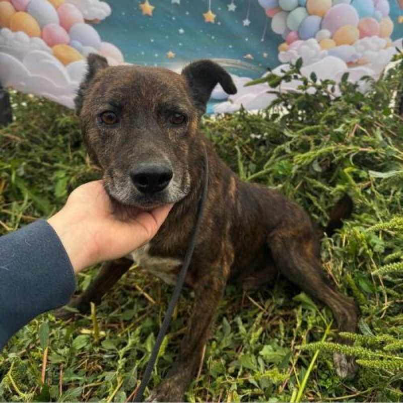 CAMILLO - Chien à adopter - photo 6