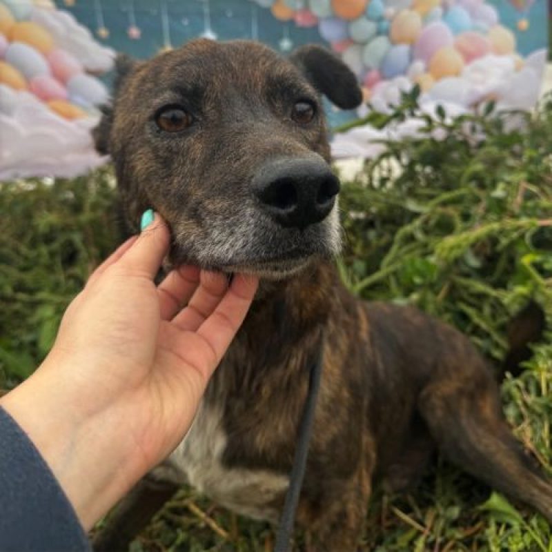 CAMILLO - Chien à adopter - photo 4