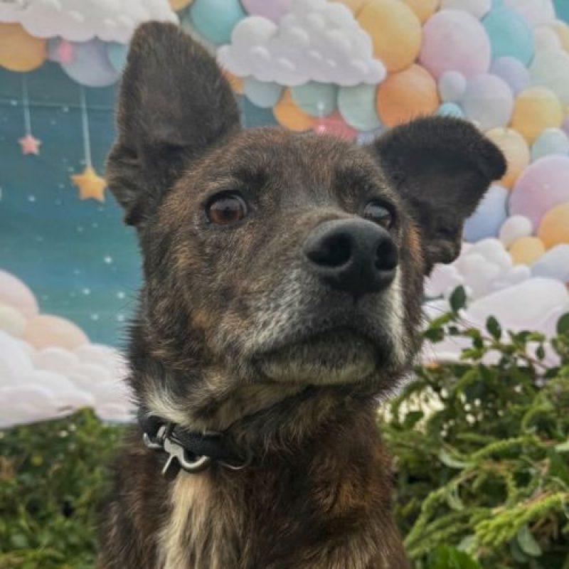 CAMILLO - Chien à adopter