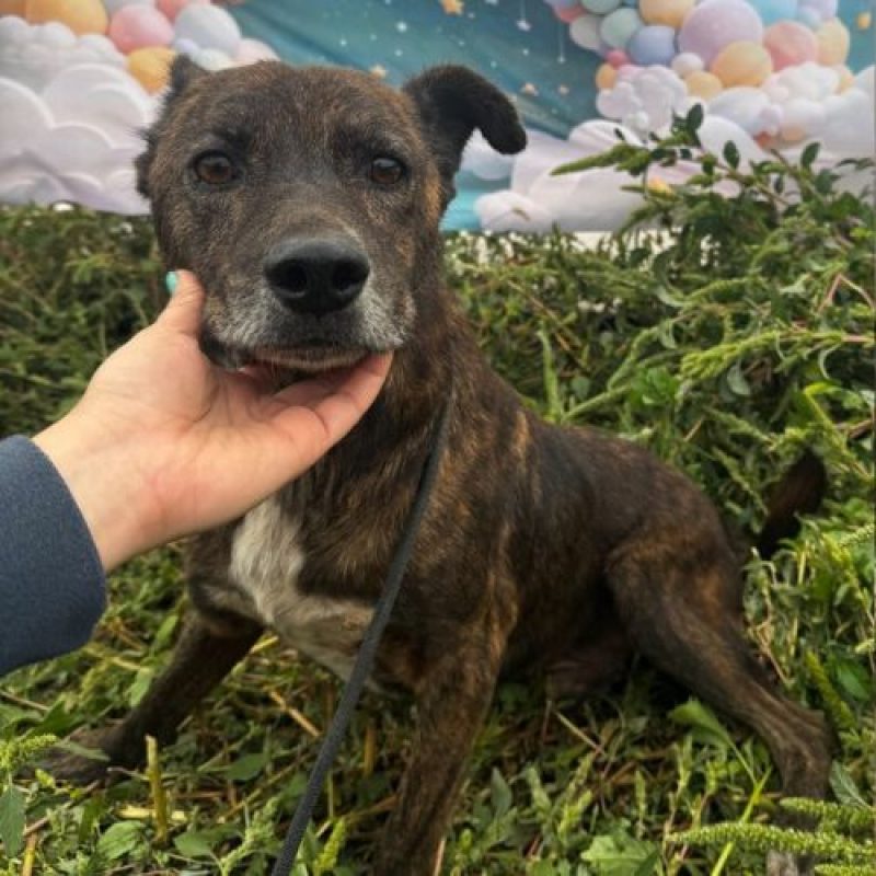 CAMILLO - Chien à adopter - photo 3