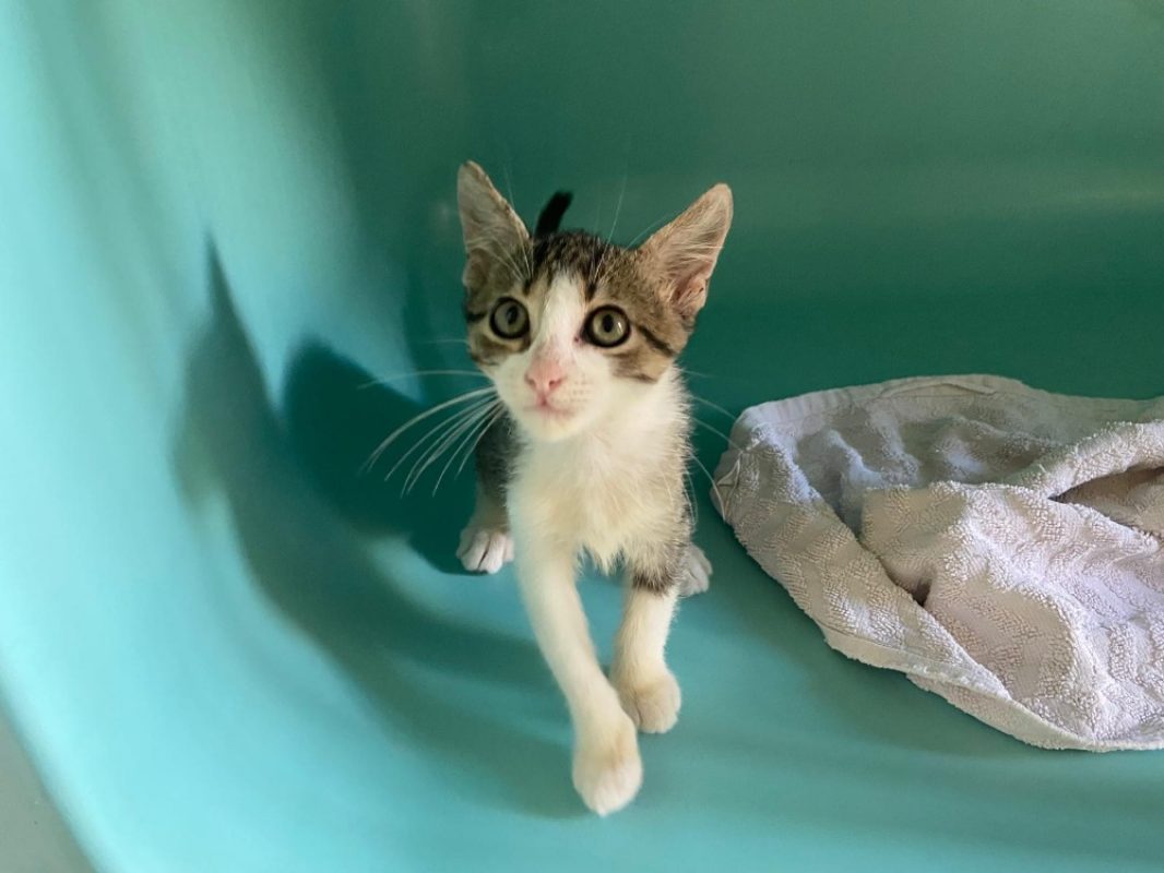 Bamy - Chat Européen à adopter