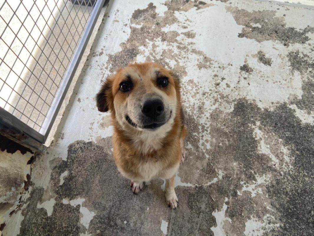 Valkiry - Chien à adopter