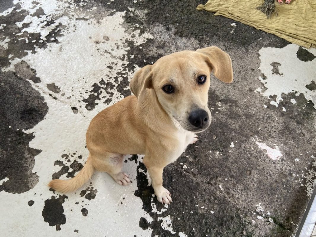 Softy - Chien à adopter