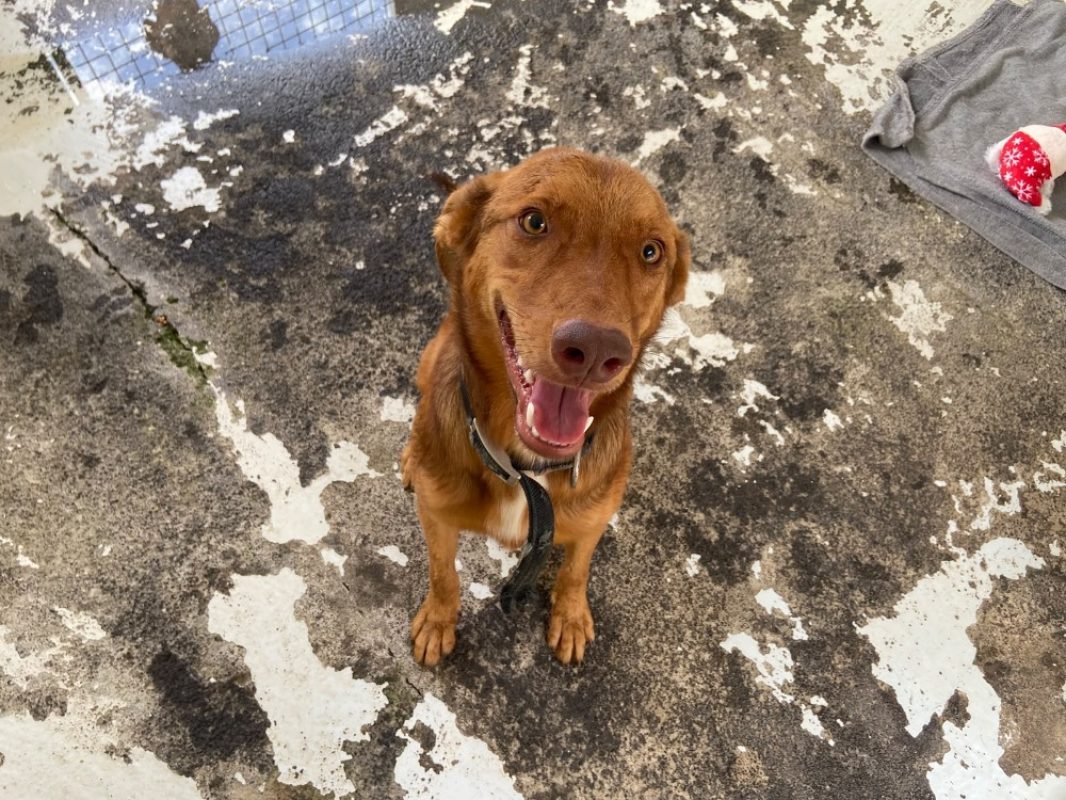 Wakawaka - Chien à adopter