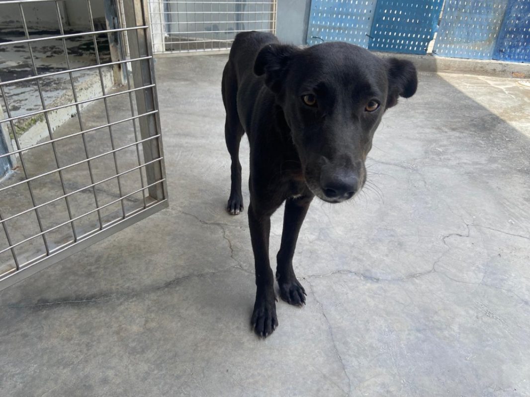 Niger - Chien à adopter