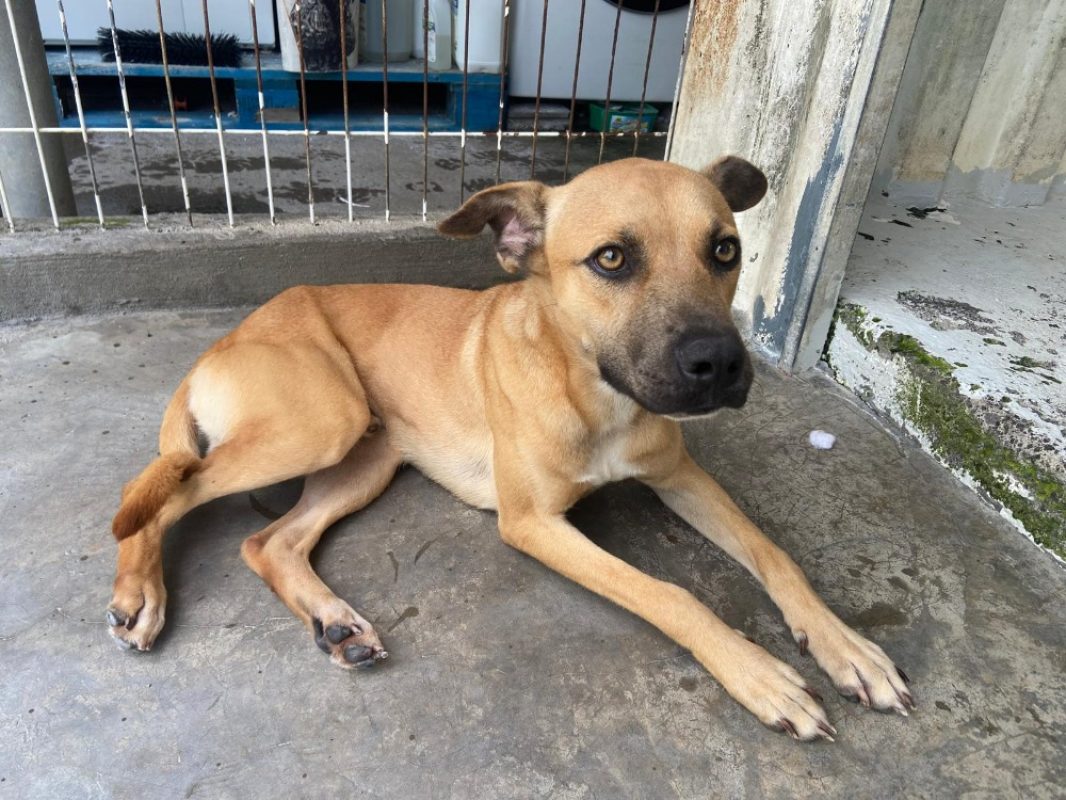 Nice - Chien à adopter