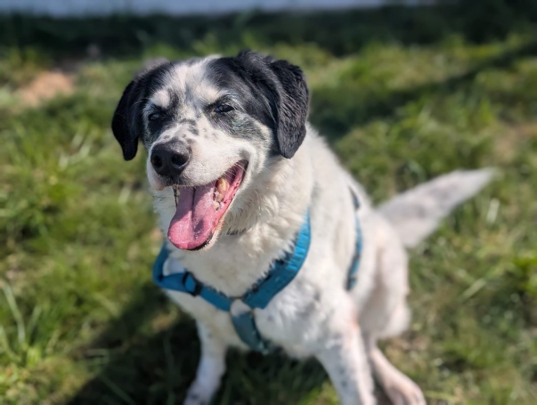 Milo - Chien Border Collie à adopter
