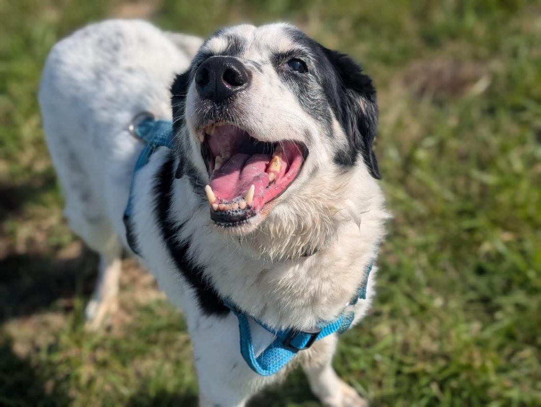Milo - Chien Border Collie à adopter - photo 2