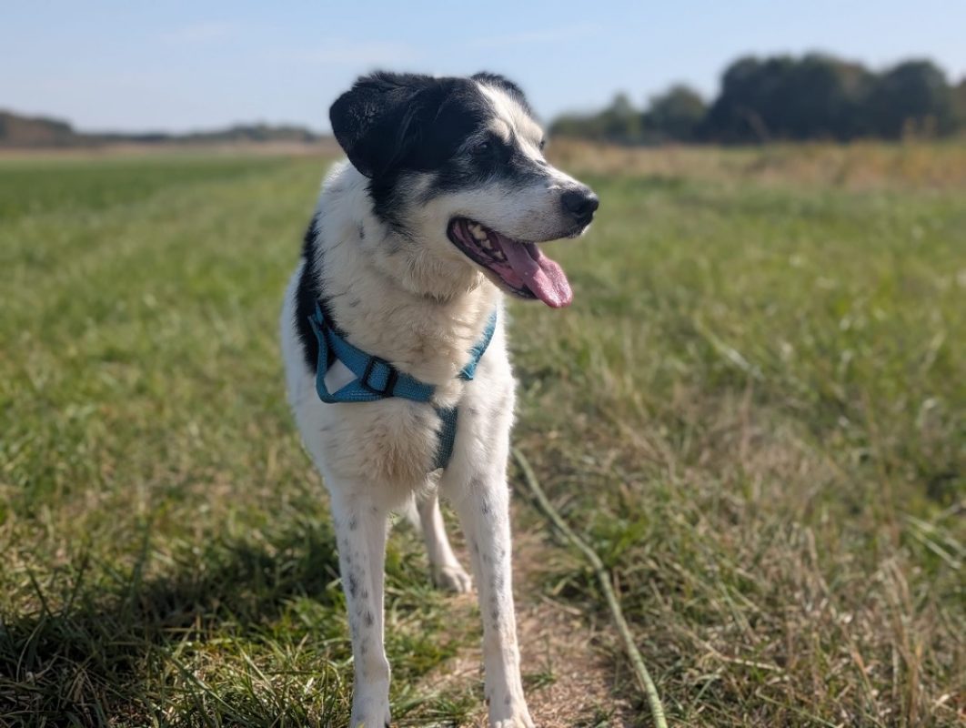 Milo - Chien Border Collie à adopter - photo 3