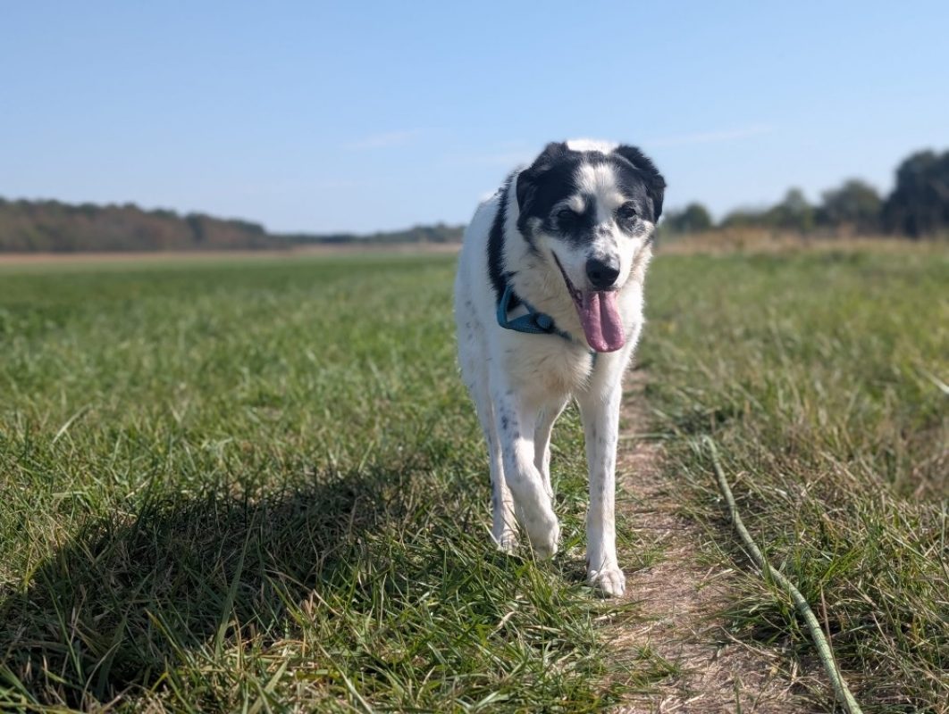 Milo - Chien Border Collie à adopter - photo 4
