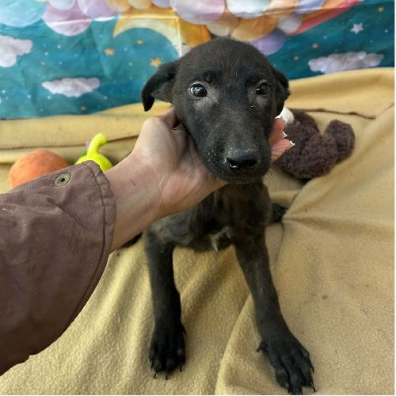 LILO - Chien à adopter - photo 4