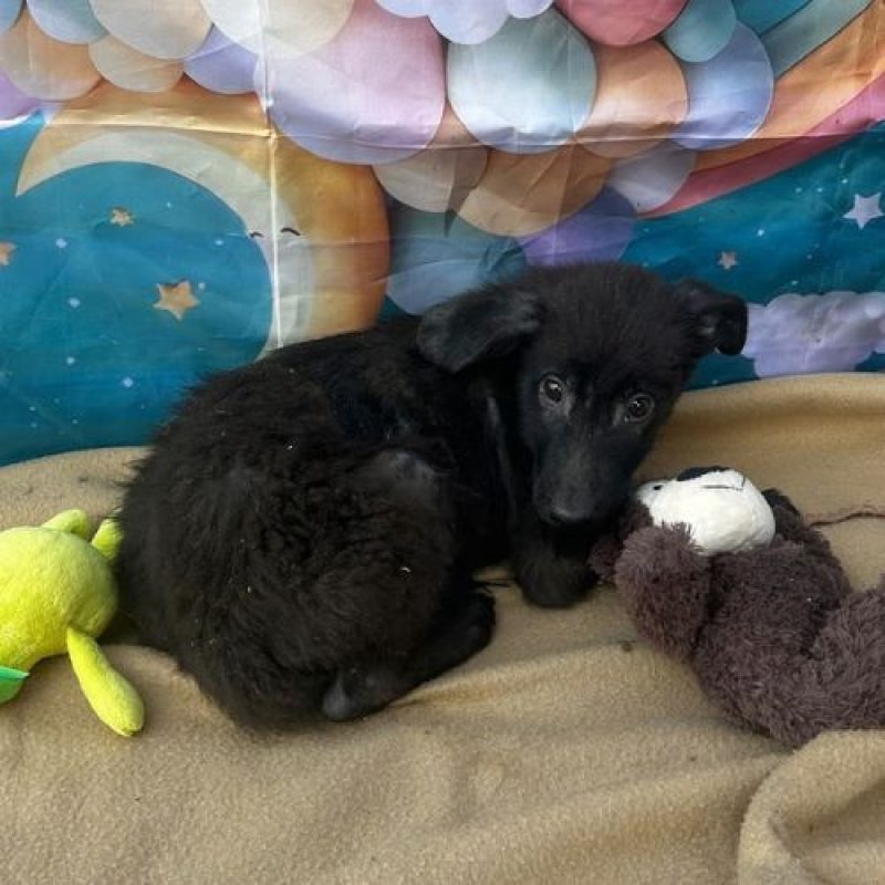 LILO - Chien à adopter - photo 2