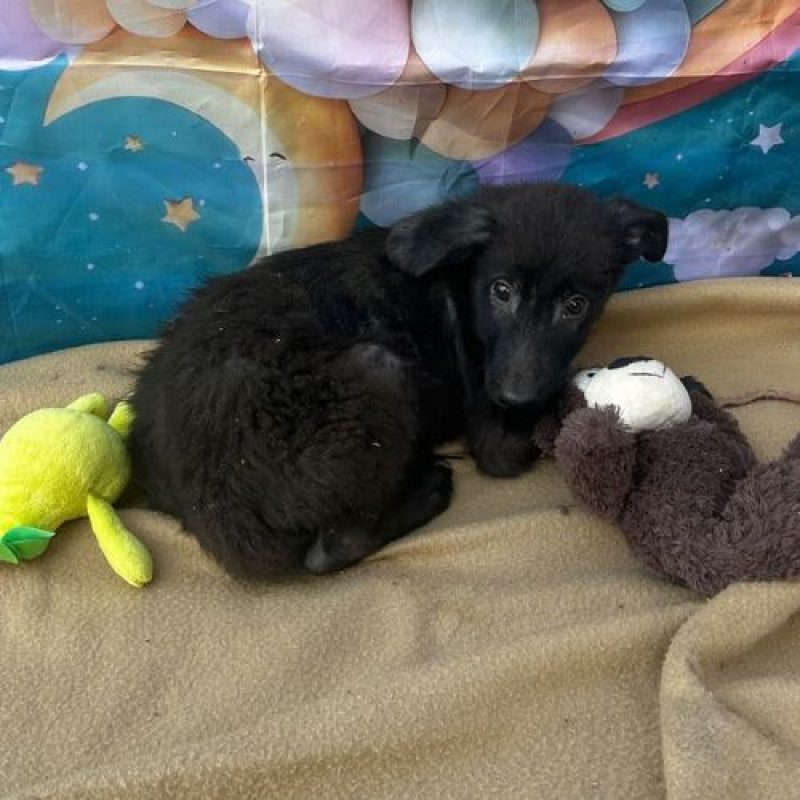 LILO - Chien à adopter - photo 5