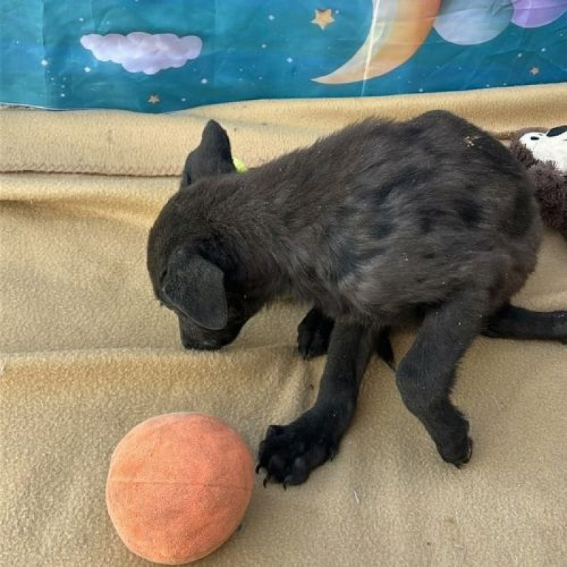 LILO - Chien à adopter - photo 3