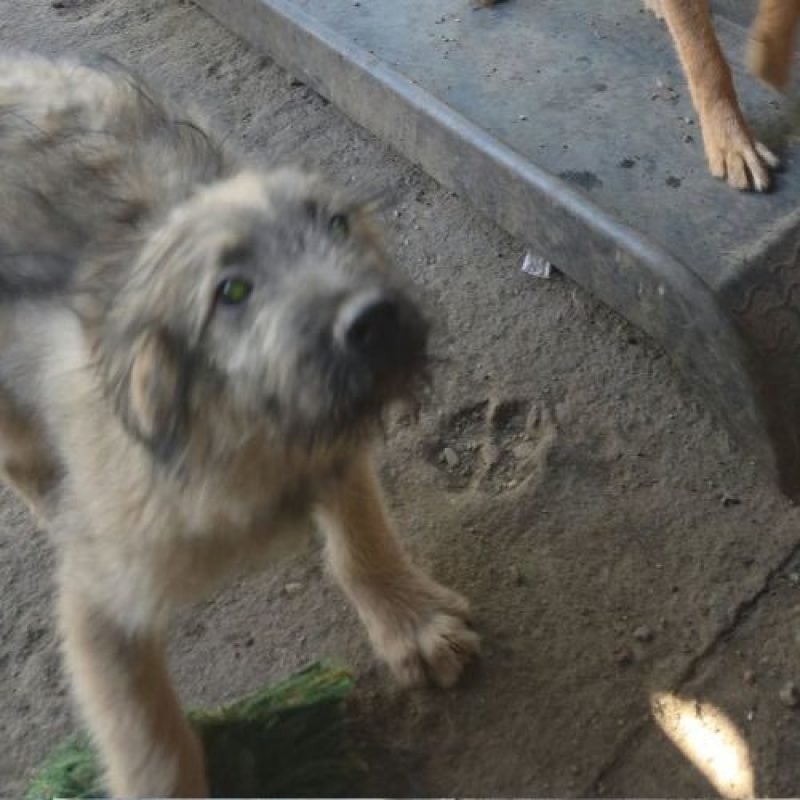 MIO - Chien à adopter - photo 2