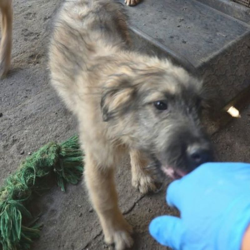 MIO - Chien à adopter - photo 4