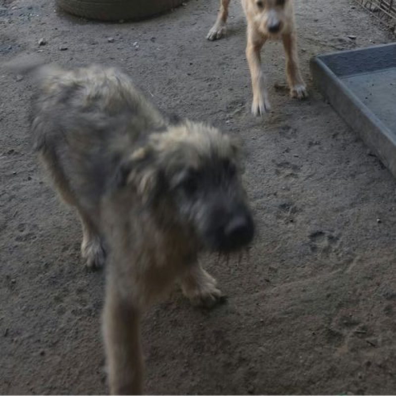 MIO - Chien à adopter