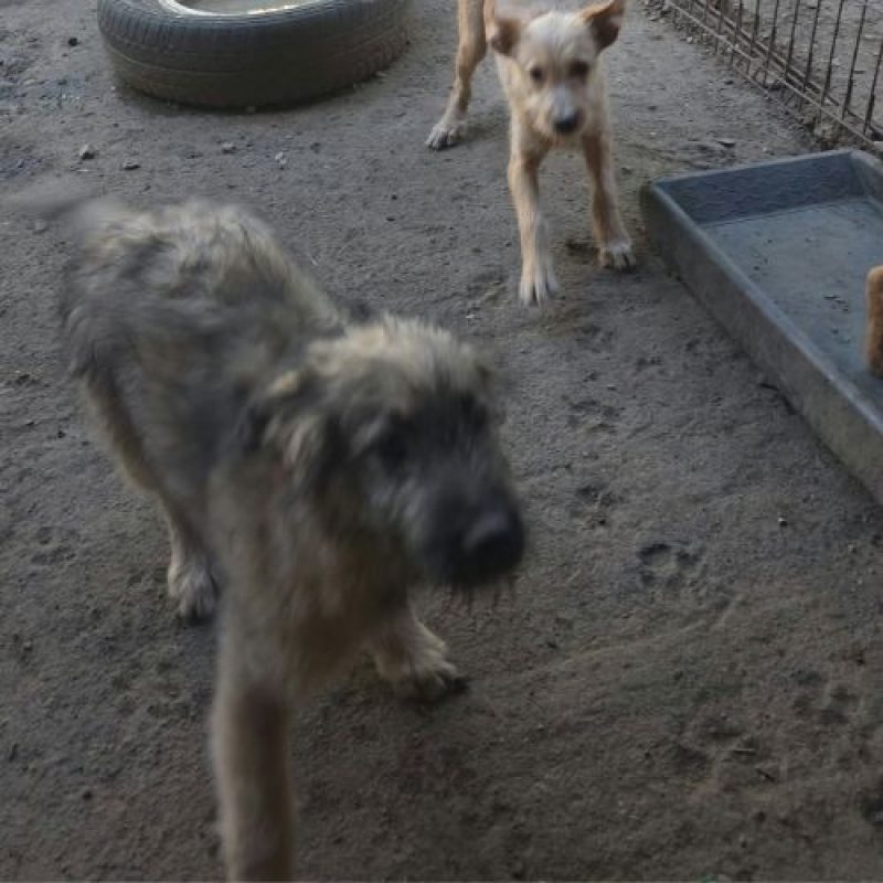 MIO - Chien à adopter - photo 3