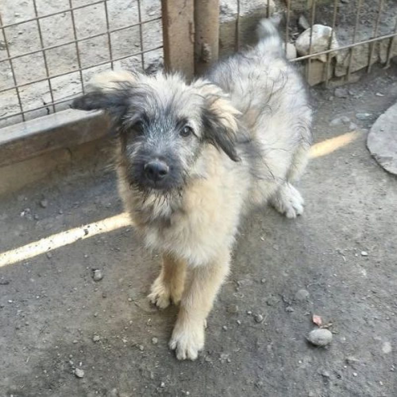 MIO - Chien à adopter - photo 5