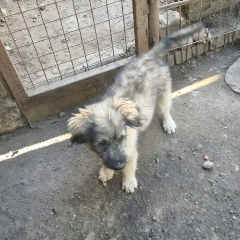 MIO - Chien à adopter - photo 6