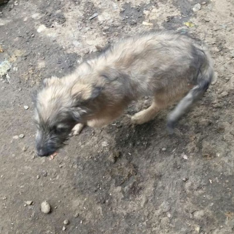 MIO - Chien à adopter - photo 7