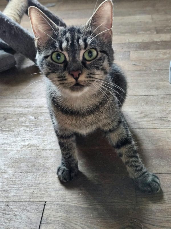 BAB'S - Chat Européen à adopter