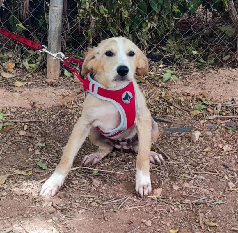Joy - Chien à adopter