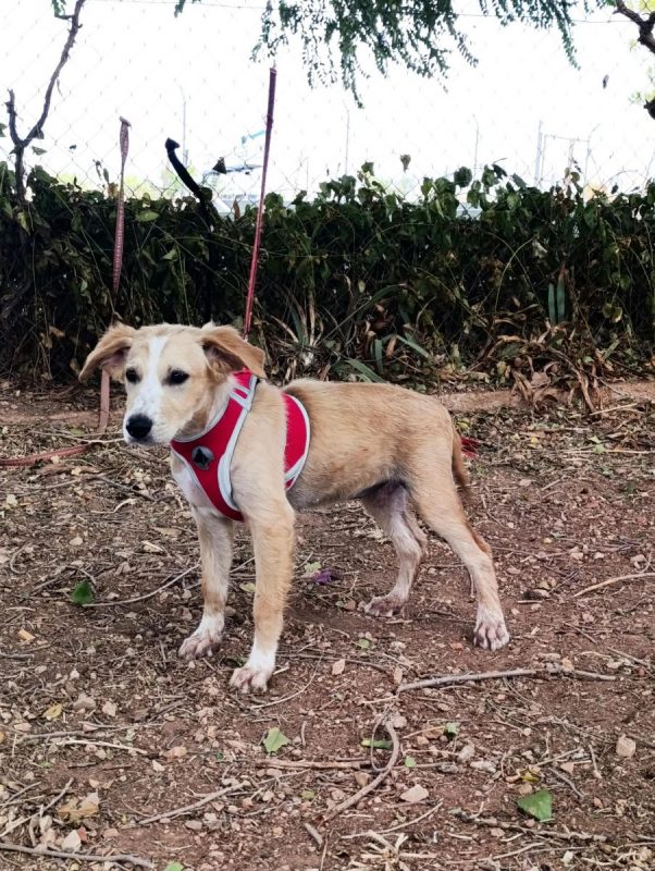 Joy - Chien à adopter - photo 6