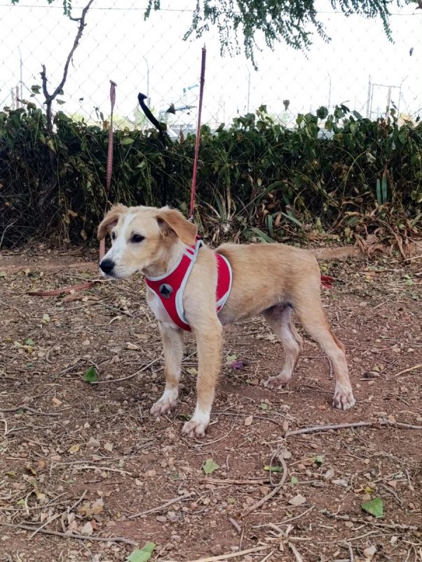 Joy - Chien à adopter - photo 7