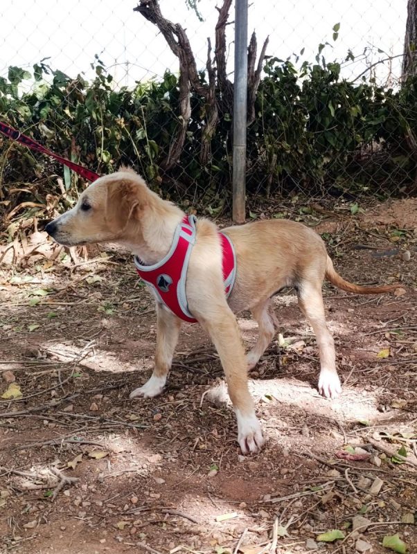 Joy - Chien à adopter - photo 4