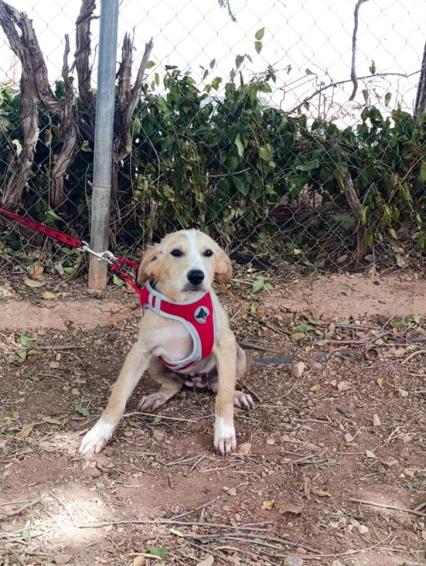 Joy - Chien à adopter - photo 5