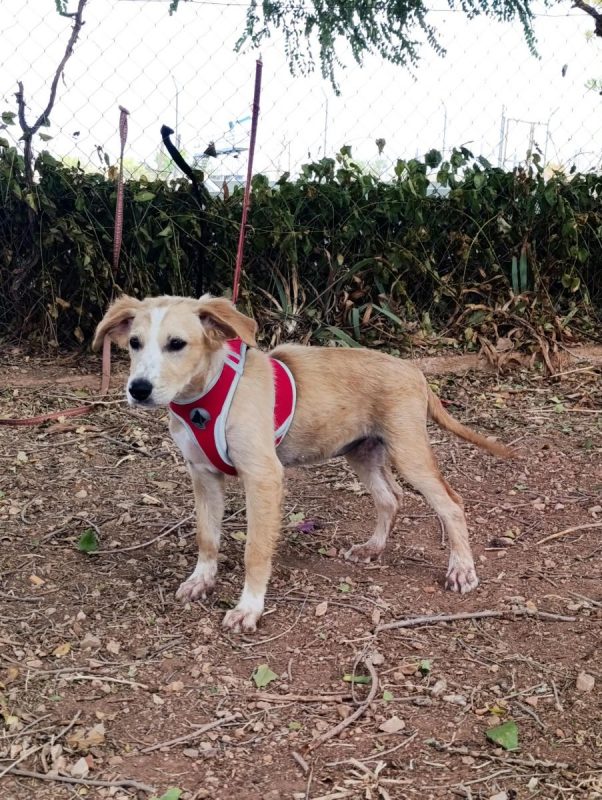 Joy - Chien à adopter - photo 2
