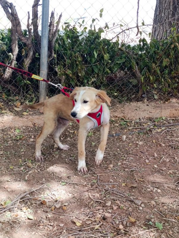 Joy - Chien à adopter - photo 3