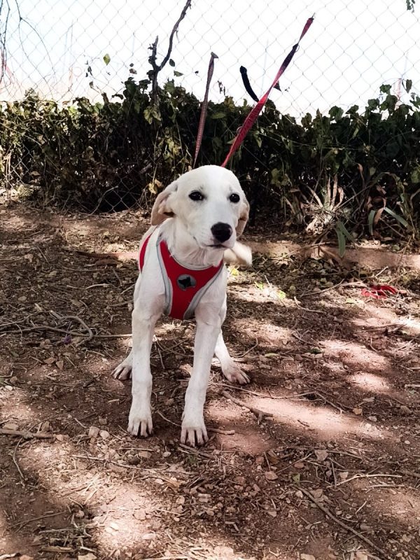 Stella - Chien à adopter - photo 3