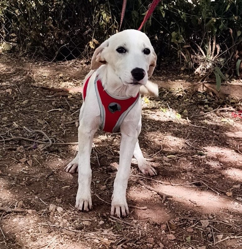 Stella - Chien à adopter