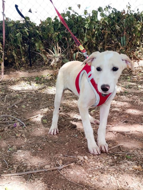Stella - Chien à adopter - photo 6