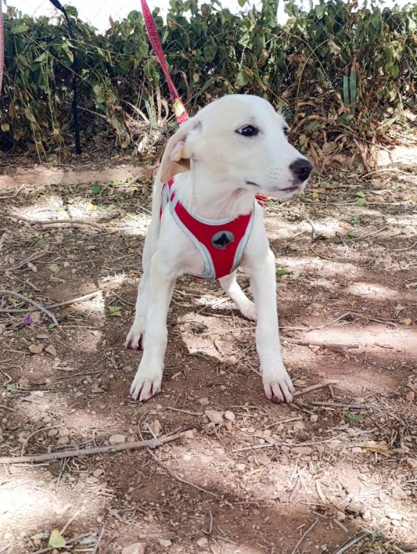 Stella - Chien à adopter - photo 2
