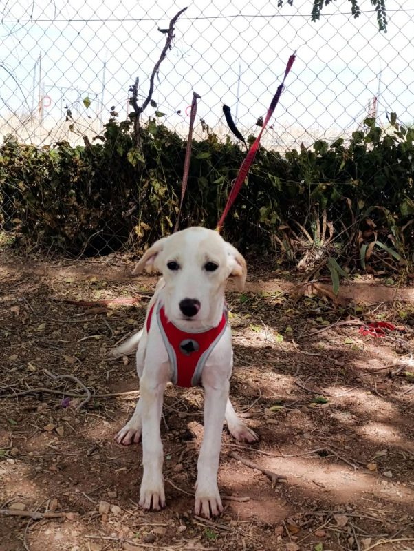 Stella - Chien à adopter - photo 5