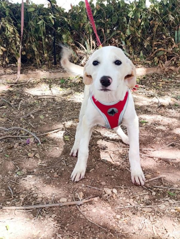 Stella - Chien à adopter - photo 4