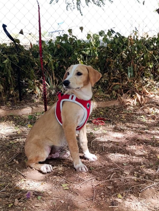 Amico - Chien à adopter - photo 2