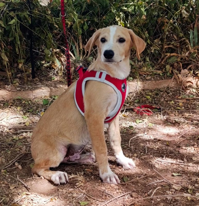 Amico - Chien à adopter