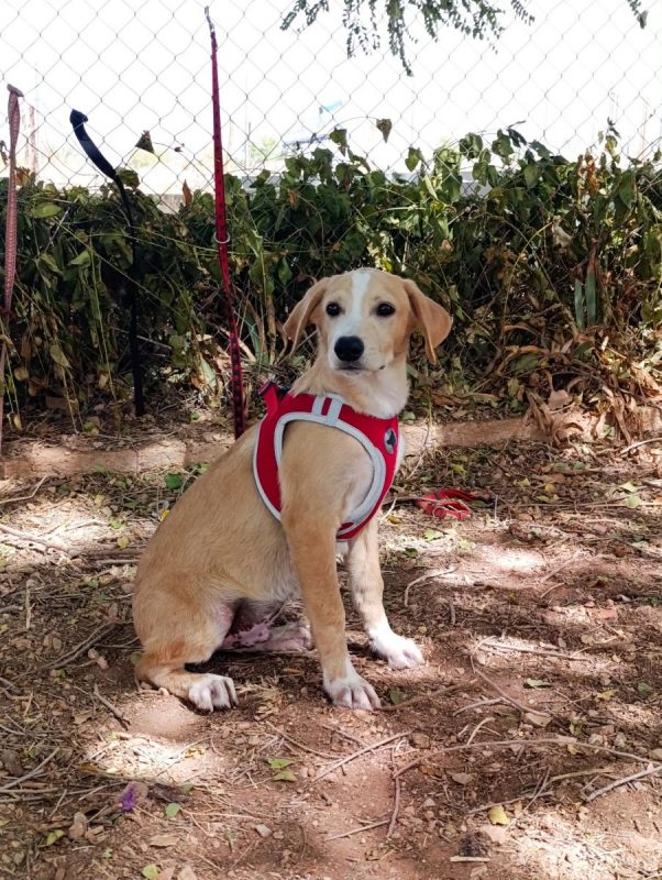 Amico - Chien à adopter - photo 3