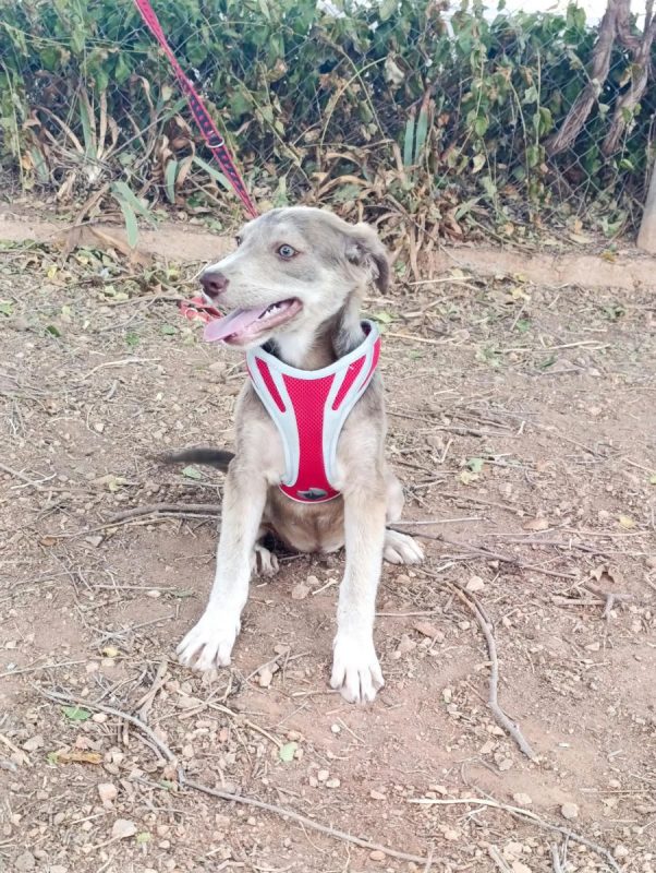 Emily - Chien à adopter - photo 2