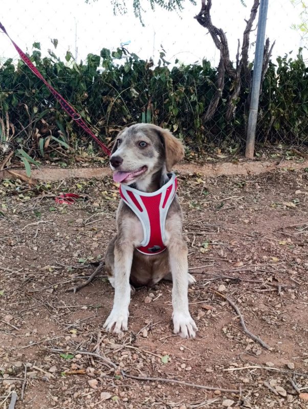 Emily - Chien à adopter - photo 5