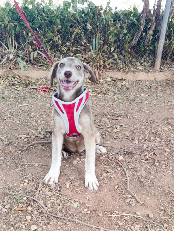 Emily - Chien à adopter - photo 6